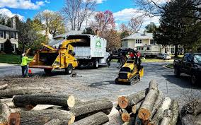 Best Hazardous Tree Removal  in Mission, SD