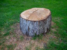 Best Root Management and Removal  in Mission, SD