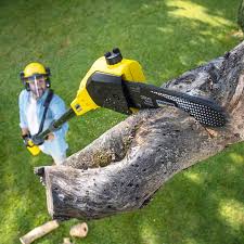 Best Tree Preservation Services  in Mission, SD