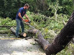 Best Tree Risk Assessment  in Mission, SD