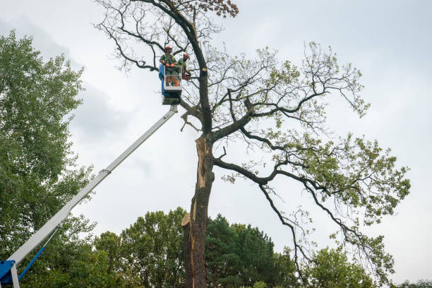 Best Storm Damage Tree Cleanup  in Mission, SD