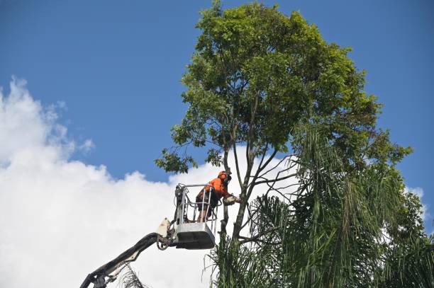 Best Hedge Trimming  in Mission, SD