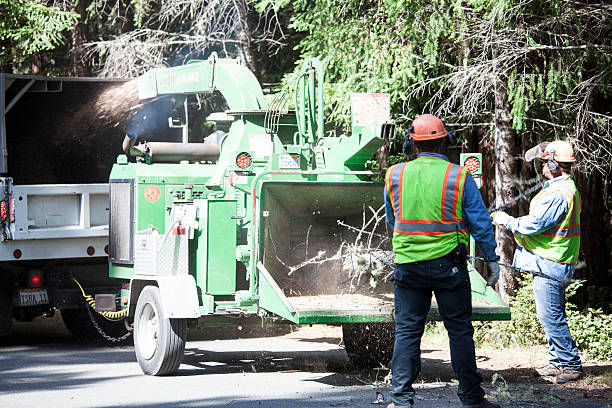 How Our Tree Care Process Works  in  Mission, SD