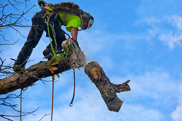 Best Lawn Maintenance Plans  in Mission, SD
