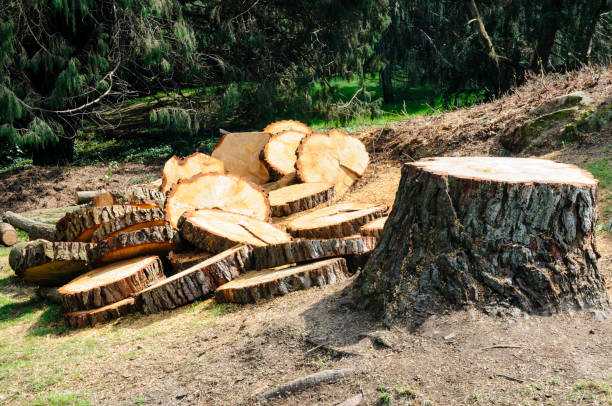 Professional Tree Care in Mission, SD